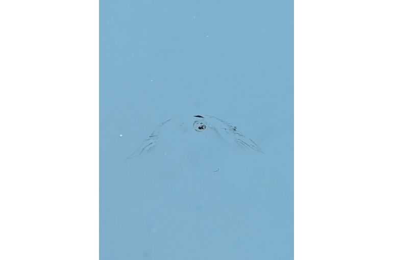 飛び石